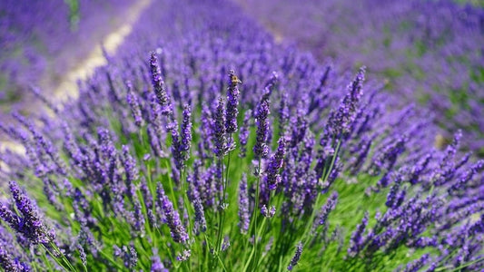 Lavanda in ghiveci: Ingrijire, decor si cultivare usoara în propria ta casa
